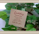 画像: 【ASHIATOYA】オリジナルフレンチCuddlyカード（アイボリー）