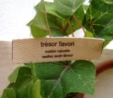 画像: [15×60]綾・tresor favori（チョコ）